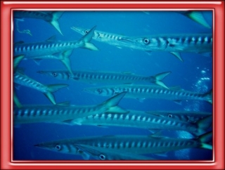  Buceo en Saint Cyprien 